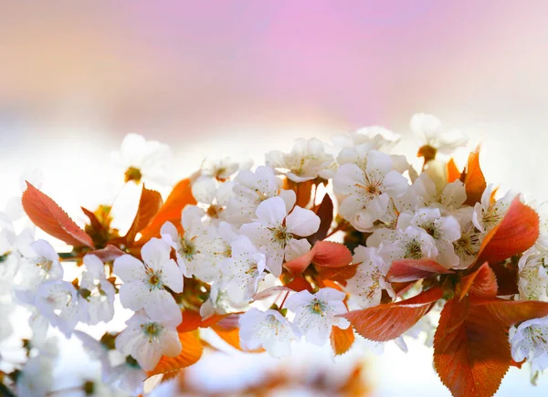 盛开的樱花树枝 — 图库照片