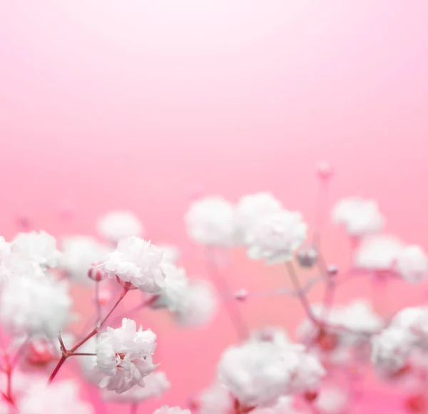 White flower on pink background. Soft focus. — Stock Photo, Image