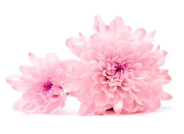 Roze chrysant bloem op wit — Stockfoto