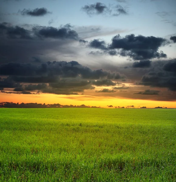 Zonsondergang avondlucht en weide — Stockfoto