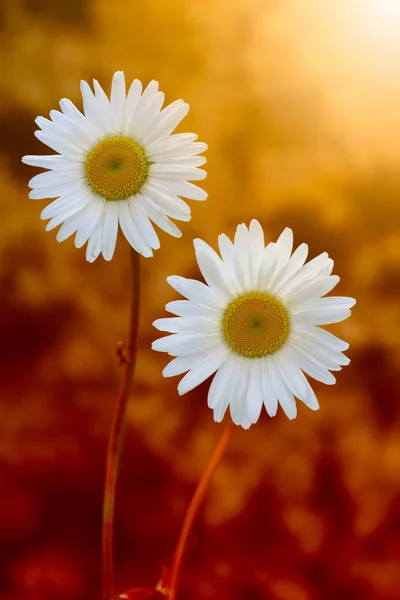 White chamomile in nature — Stock Photo, Image