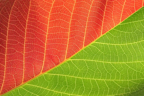 Czerwony i zielony liść — Zdjęcie stockowe