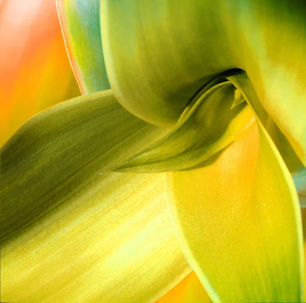 Абстрактний фон з макро листя — стокове фото
