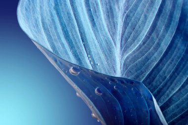 mavi yaprak arkaplanı 