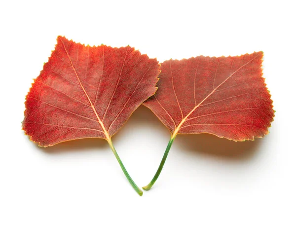 Осенний красный лист — стоковое фото