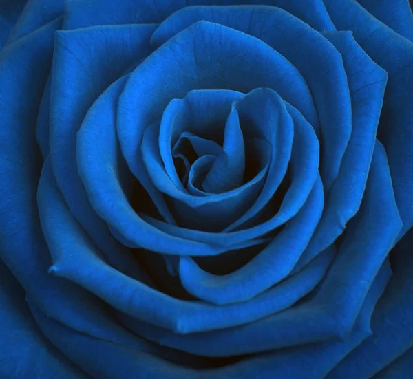 Rosa blu sfondo — Foto Stock