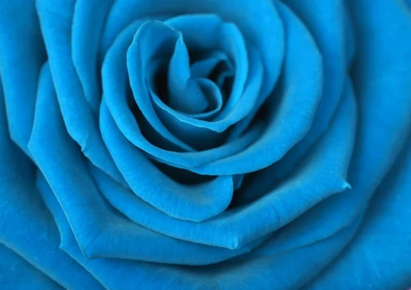 Modré růže pozadí — Stock fotografie