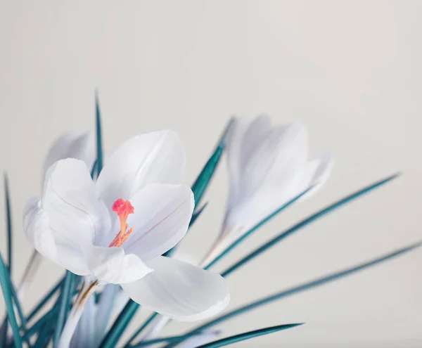 春白いクロッカスの花の花束 — ストック写真