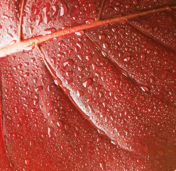 Hoja roja de otoño con gotas de agua — Foto de Stock