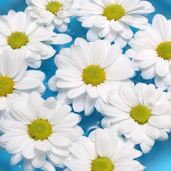 Chamomiles blomma blå bakgrund — Stockfoto