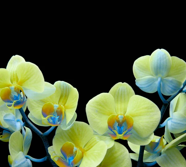 Bouquet d'orchidée sur fond noir — Photo