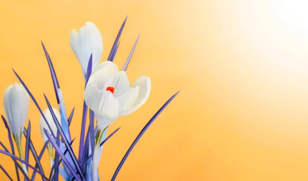 Primavera bouquet di fiori di croco — Foto Stock