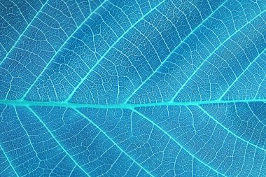 soyut mavi yaprak arka plan