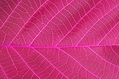 soyut kırmızı yaprak makro arka plan