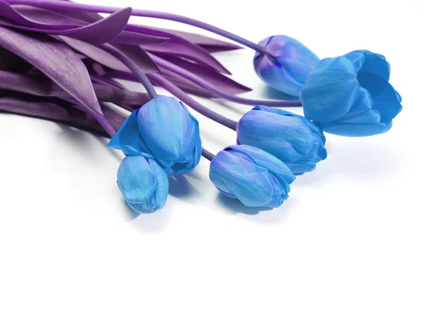 Bukett med blå tulpaner — Stockfoto