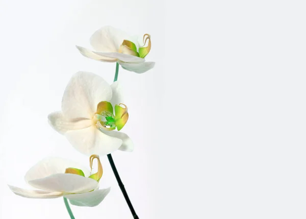 Orchideenstrauß auf schwarzem Hintergrund — Stockfoto