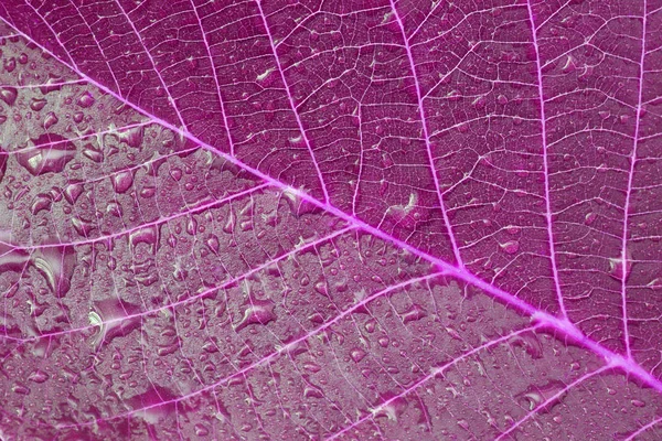 Folha violeta com gotas — Fotografia de Stock