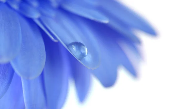 Flower with water drop. Soft focus. Made with macro-lens. — Stock Photo, Image