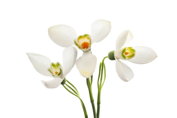 Våren snowdrop blomma. — Stockfoto