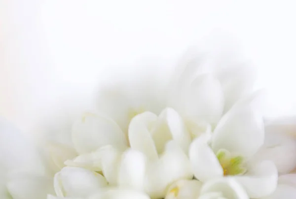 Blur flower background. Made with lens-baby and macro-lens. — Stock Photo, Image