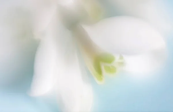 Soft focus flower background. Made with lens-baby and macro-lens — Stock Photo, Image