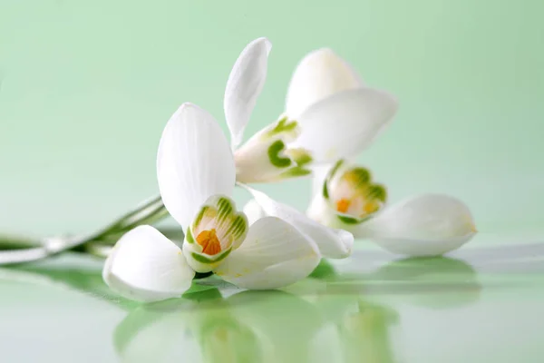 Άνοιξη λουλούδι λευκόιο. — Φωτογραφία Αρχείου