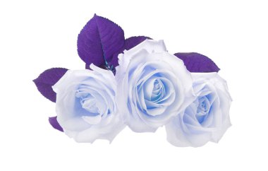 üç beyaz güller üzerinde beyaz izole