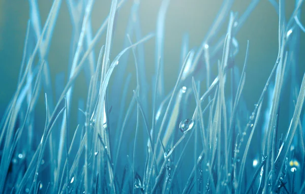 Hierba con gotas de agua. Fondo de naturaleza de enfoque suave . — Foto de Stock