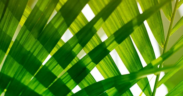 Palm leaf. Tropical plants. Nature green background. — Stock Photo, Image