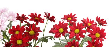 beyaz izole kırmızı çiçek.