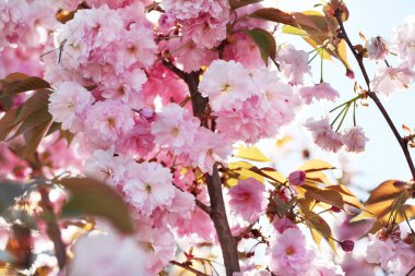 Yapraklı çiçek buketi. Yumuşak odaklanma. Doğanın bulanık arka planı. P
