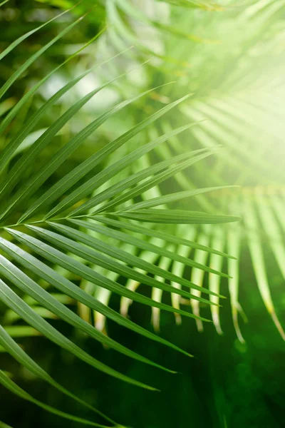 Palmový list. Tropické rostliny. Rozmazání pozadí přírody. — Stock fotografie
