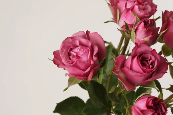 Ramo de flores de rosas rojas sobre fondo claro . — Foto de Stock