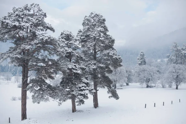 Winter snow landscape with conifers pine tree. — Stock Photo, Image