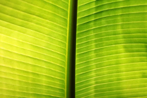 Banana palmeira folha closeup. Fundo de textura natural. Verde — Fotografia de Stock