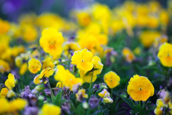 Květina Pansis na zahradě. Soft focus nature Backgroun — Stock fotografie