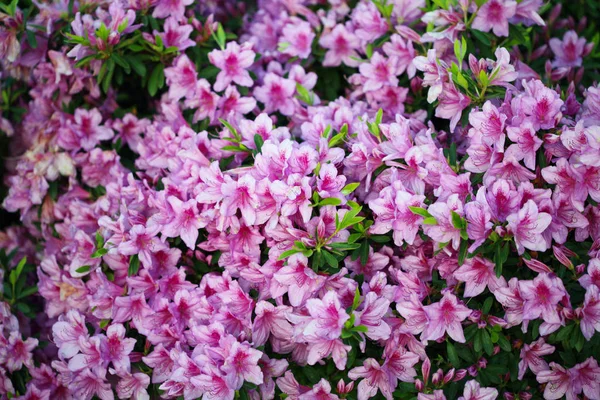 Букет з рожевих квітів з листям. фон природи . — стокове фото