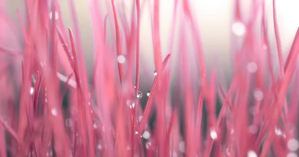 Hoja con gotas de agua en color rosa coral. Enfoque suave. —  Fotos de Stock