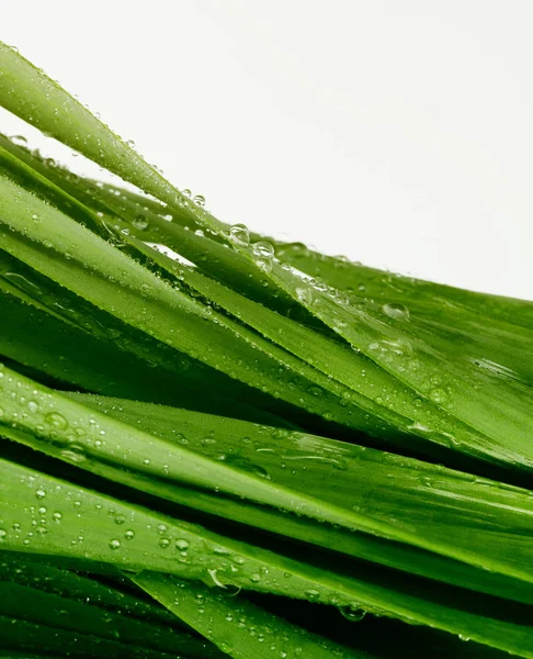 Green grass leaf with water drops. Nature background. — Stock Photo, Image