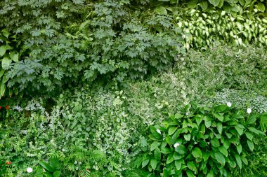 Tropikal bitkilerle dolu bir duvar. Tırmanış bitkileri. Doğa yeşili gergedan