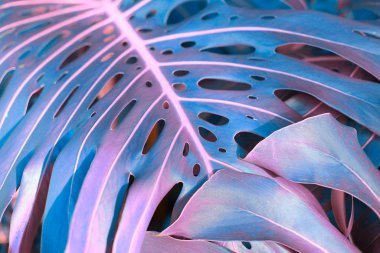 Tropikal canavar bitkileriyle dolu bir orman. Doğa geçmişi. Morötesi renk.