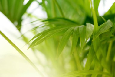 Palmiye yaprağı Tropik bitkiler. Doğa arkaplanı.