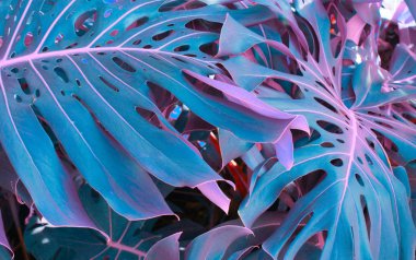 Tropikal bitkilerle dolu bir orman. Doğa arkaplanı.