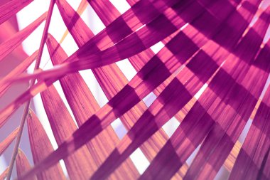  Palmiye yaprağı Tropik bitkiler. Doğa arkaplanı.