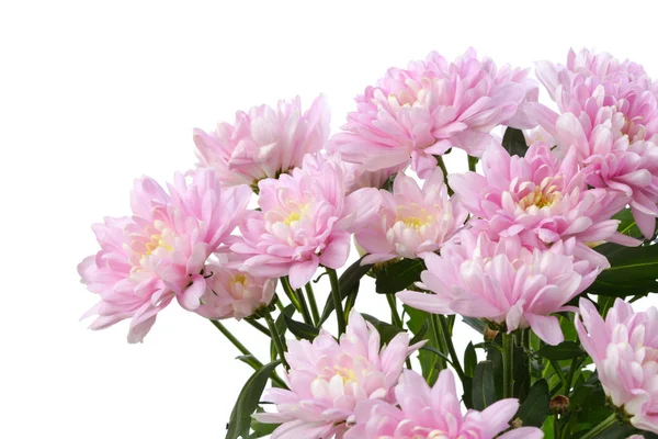 Pink chrysanthemum; asters  flower. Nature background. — 스톡 사진