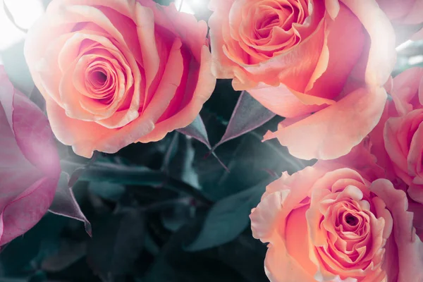 Blomma bukett bakgrund. Röda rosor. — Stockfoto
