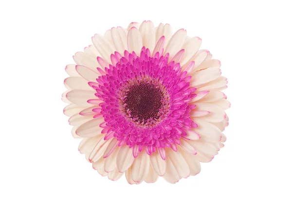 White and pink gerbera flower on white. — 스톡 사진