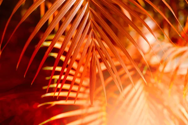  Palmiye yaprağı Tropik bitkiler. Doğa bulanık arkaplan.