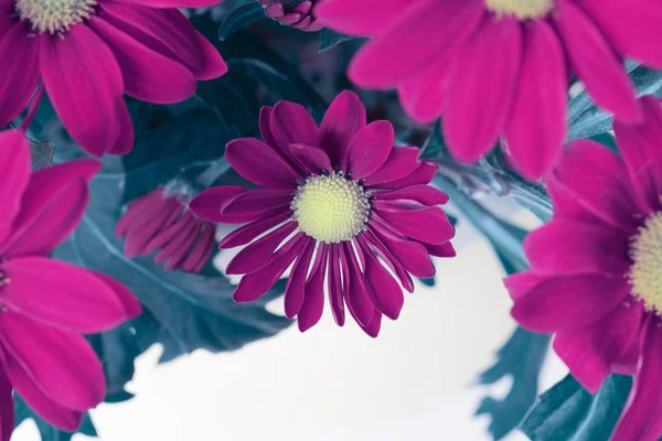 Paarse bloem. Natuur achtergrond. — Stockfoto
