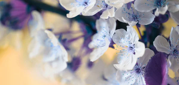 Blossoming spring cherry branch. Soft focus nature background. — Stock Photo, Image